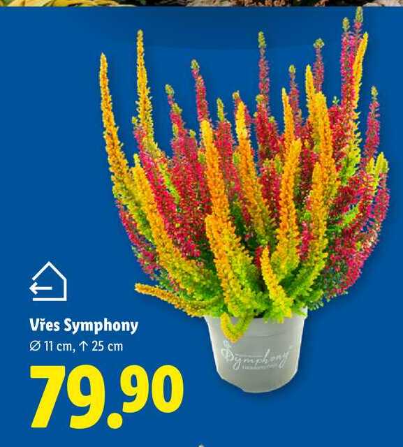 Vřes Symphony