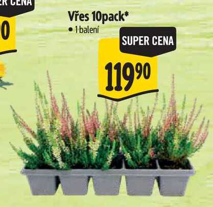 Vřes 10pack, 1 balení 