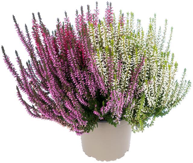 Vřes obecný Trio Calluna vulgaris
