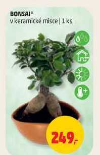 BONSAI v keramické misce, 1 ks