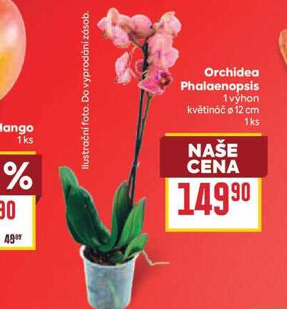 Orchidea Phalaenopsis 1 výhon květináč ø 12 cm 1ks