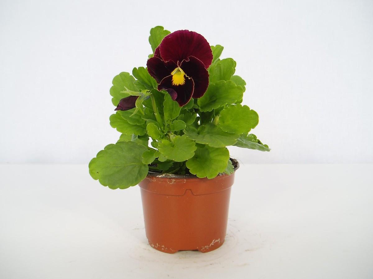 Viola, 1 KS