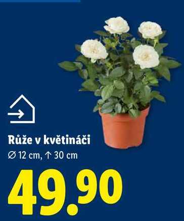 Růže v květináči