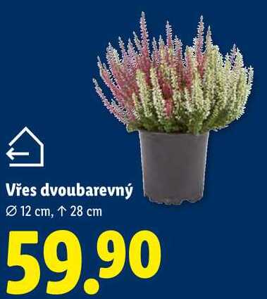 Vřes dvoubarevný