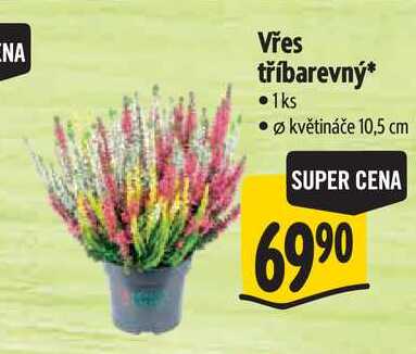Vřes tříbarevný