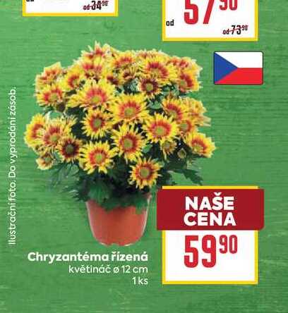 Chryzantéma řízená květináč o 12 cm 1ks