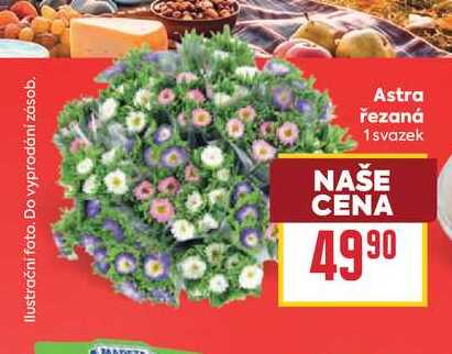 Astra řezaná 1 svazek  