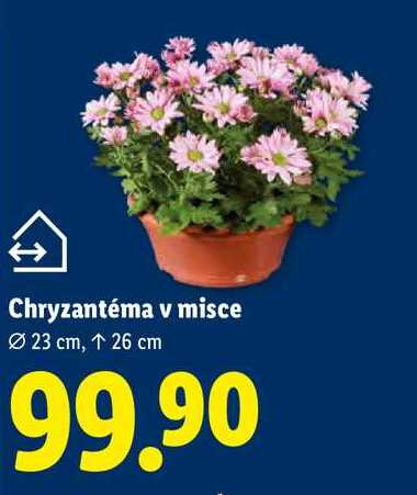 Chryzantéma v misce