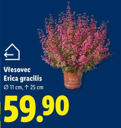 Vřesovec Erica gracilis