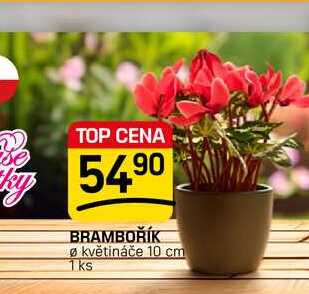BRAMBOŘÍK Ø květináče 10 cm 1ks