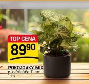 POKOJOVKY MIX Ø květináče 11 cm 1ks