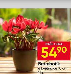 Brambořík květináče 10 cm 1ks