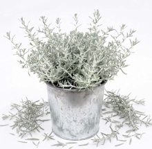 SMIL ITALSKÝ (HELICHRYSUM ITALICUM)