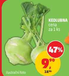 KEDLUBNA, 1 ks