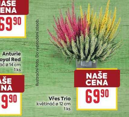 Vřes Trio květináč o 12 cm 1ks