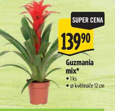 Guzmania mix, pr. květináče 12 cm