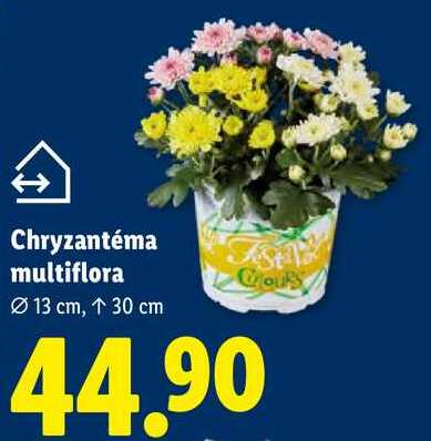 Chryzantéma multiflora