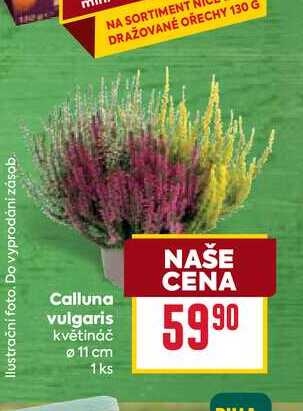 Calluna vulgaris květináč 11 cm 1ks
