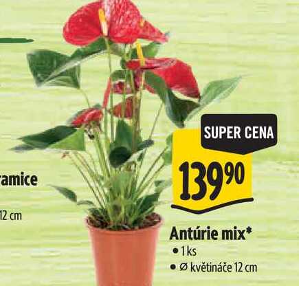  Antúrie mix, pr. květináče 12 cm 