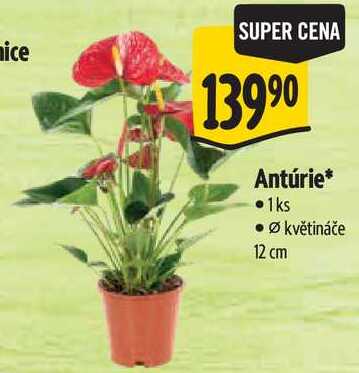Antúrie*