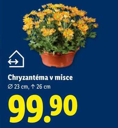 Chryzantéma v misce