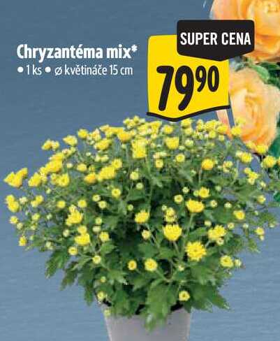 Chryzantéma mix, pr. květináče 15 cm 