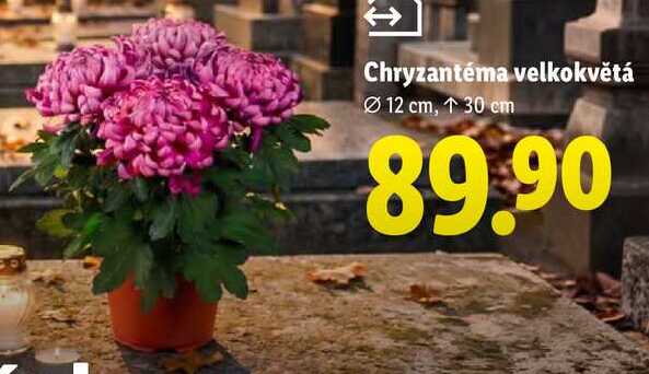 Chryzantéma velkokvětá