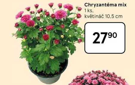 Chryzantéma mix, 1 ks. květináč 10.5 cm