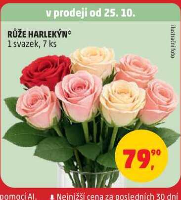 RŮŽE HARLEKÝN, 1 svazek, 7 ks 
