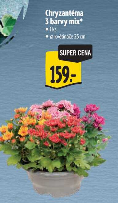 Chryzantéma 3 barvy mi, pr. květináče 23 cm