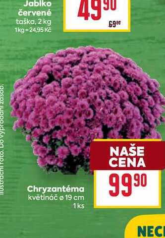 Chryzantéma květináč ø 19 cm 1ks