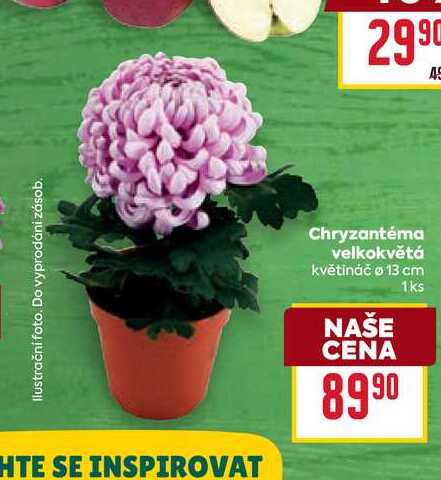 Chryzantéma velkokvětá květináč o 13 cm 1ks