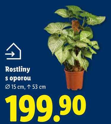 Rostliny s oporou