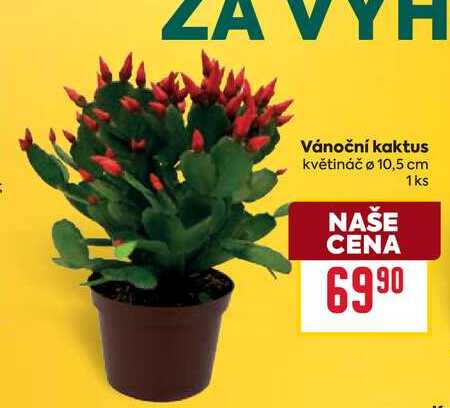 Vánoční kaktus květináč ø 10,5 cm  