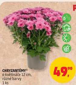 CHRYZANTÉMY o květináče 12 cm, různé barvy, 1 ks