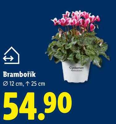 Brambořík