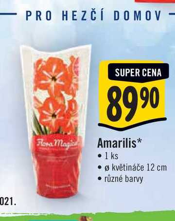  Amarilis, pr. květináče 12  cm