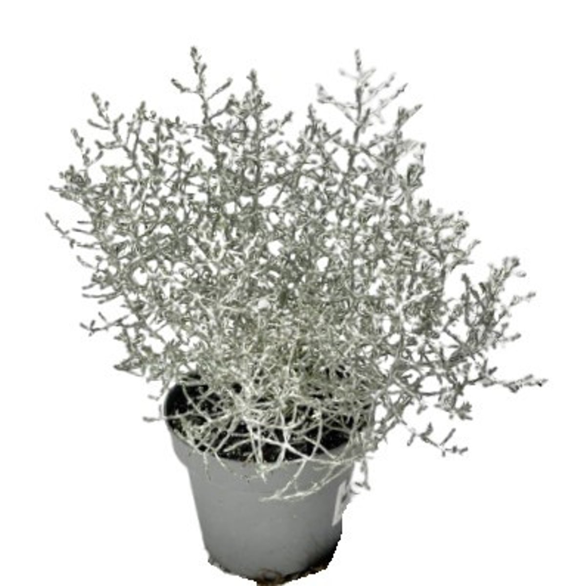 Drátovec se stříbrnými glitry Ø květináče 10-12 cm