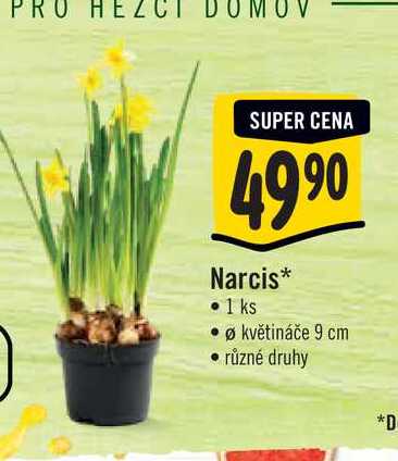 Narcis, pr. květináče 9 cm  