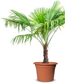 3 ŽUMARA ZTEPILÁ (TRACHYCARPUS FORTUNEI)