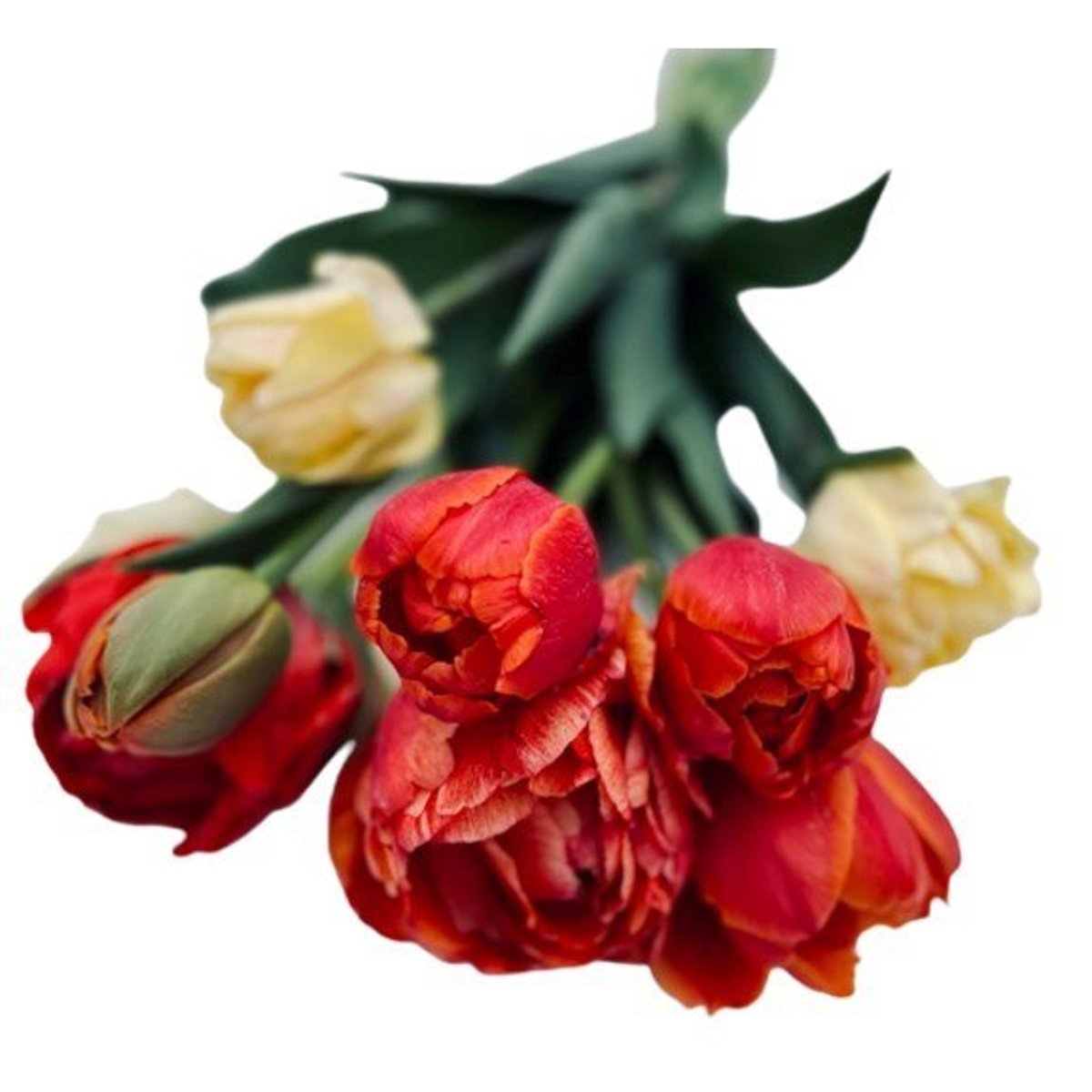 Prima kytky Tulipány mix malý