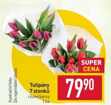 Tulipány 7 stonků různé barvy 1 ks