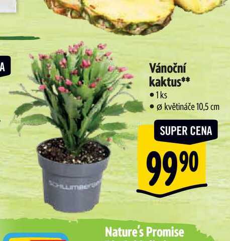 Vánoční kaktus, pr. květináče 10,5 cm