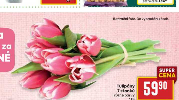 Tulipány 7 stonků různé barvy 1 ks