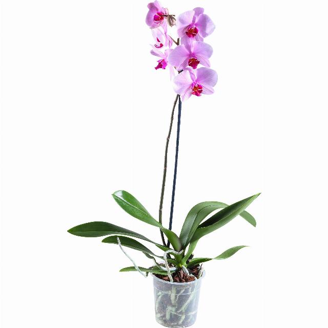 Orchidea Phalaenopsis 1 výhon