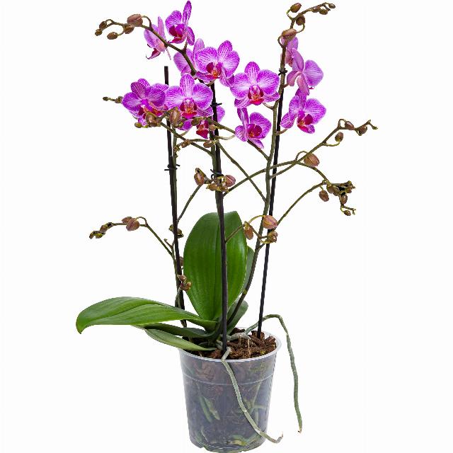 Orchidea Phalaenopsis "Multiflora" 3 výhony