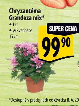 Chryzantéma Grandeza mix, pr. květináče 13 cm 