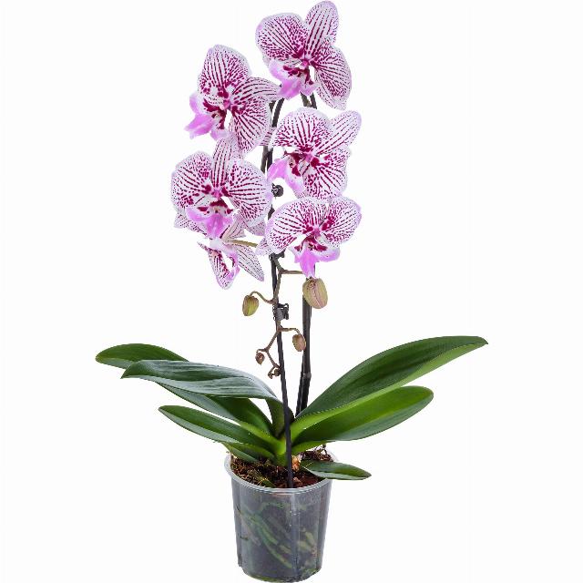 Orchidea Phalaenopsis "Cascade"