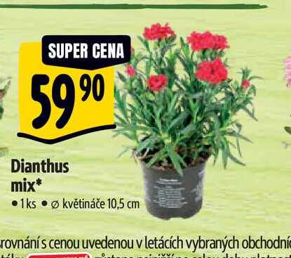  Dianthus mix, pr. květináče 10,5 cm  