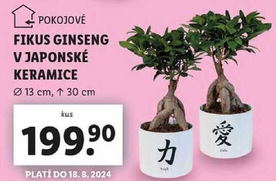 FIKUS GINSENG V JAPONSKÉ KERAMICE